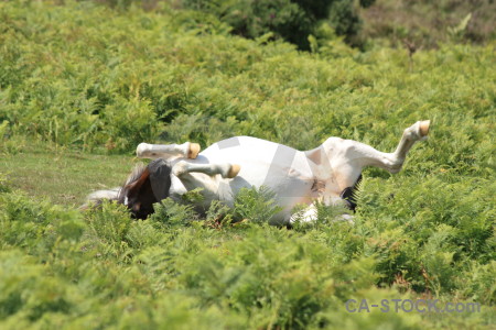 Animal green horse.