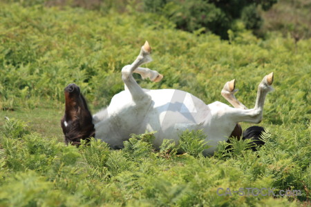 Animal green horse.