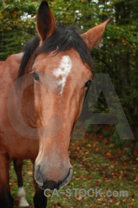 Animal green horse.