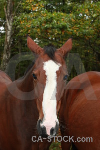 Animal green horse.