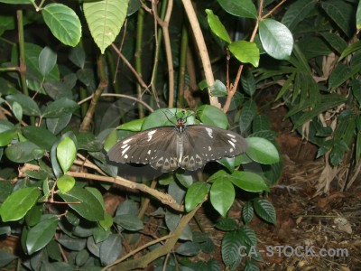 Animal green insect.