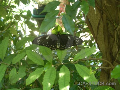 Animal green insect.
