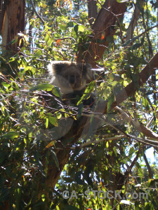 Animal green koala.