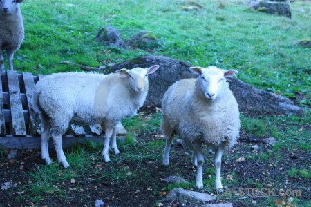 Animal green sheep blue cyan.