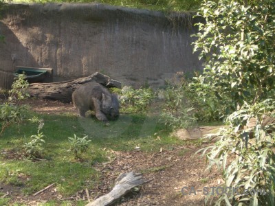 Animal green wombat.