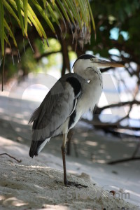 Animal heron green bird.