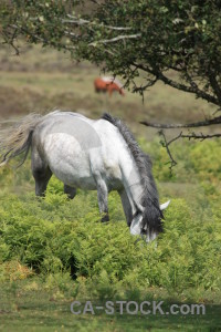 Animal horse green.