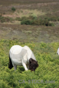 Animal horse green.