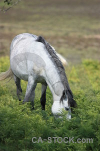 Animal horse green.