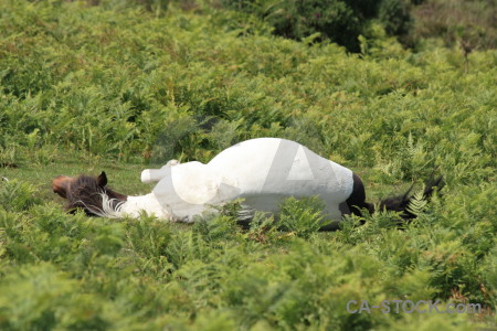 Animal horse green.