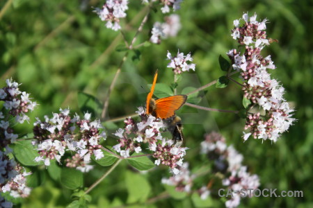 Animal insect butterfly plant flower.