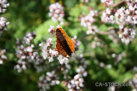 Animal insect flower butterfly plant.