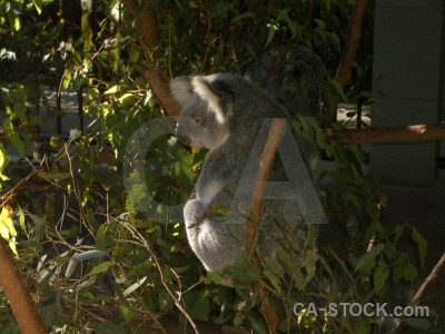 Animal koala.