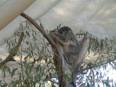 Animal koala gray.