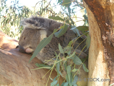 Animal koala green.