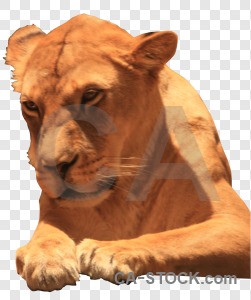 Animal lion cut out transparent cat.