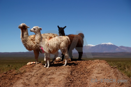 Animal llama altitude south america sky.