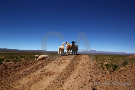 Animal mountain salta tour argentina altitude.