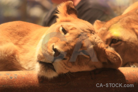 Animal orange cat lion brown.