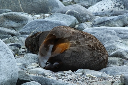 Animal palmer archipelago rock antarctica cruise antarctic peninsula.