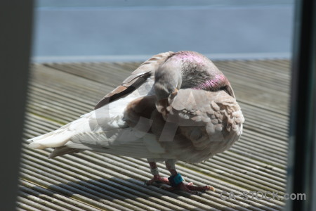 Animal pigeon bird dove.