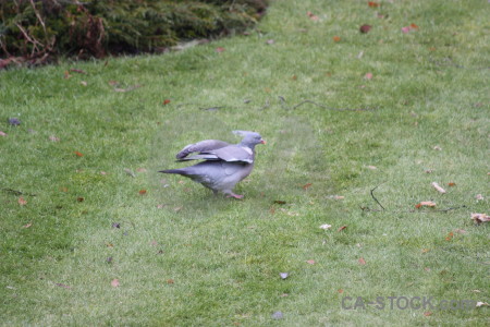 Animal pigeon bird dove grass.