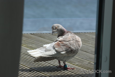 Animal pigeon dove bird.