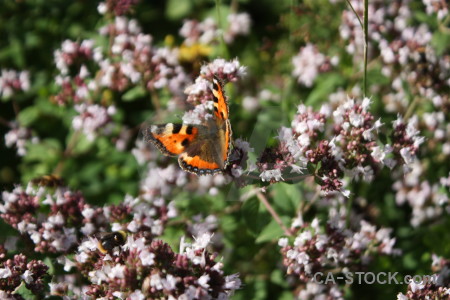 Animal plant flower insect butterfly.