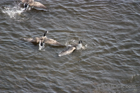 Animal pond bird aquatic water.