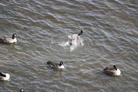 Animal pond bird aquatic water.