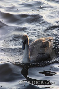 Animal pond water aquatic bird.