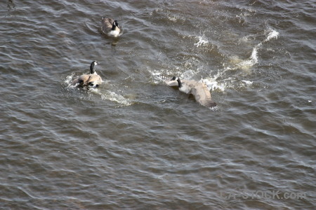 Animal pond water bird aquatic.