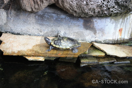 Animal reptile turtle white.