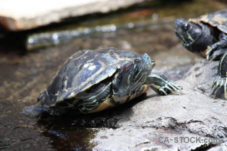 Animal reptile white turtle.