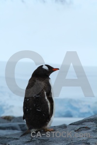 Animal rock antarctic peninsula dorian bay gentoo.