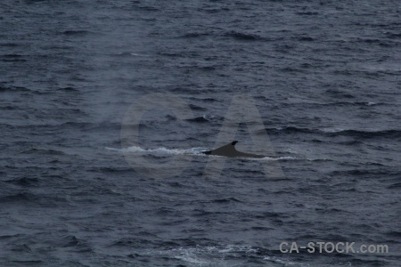 Animal sea drake passage whale water.