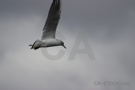 Animal seagull bird flying sky.