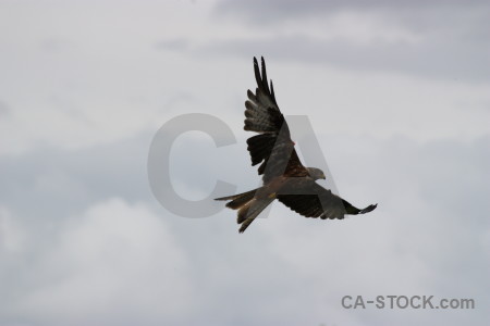 Animal sky bird flying gray.