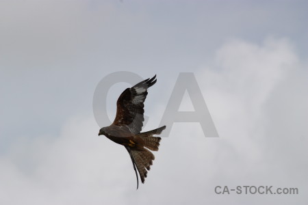 Animal sky bird gray flying.