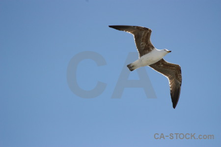 Animal sky flying bird.