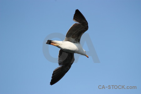 Animal sky flying bird.