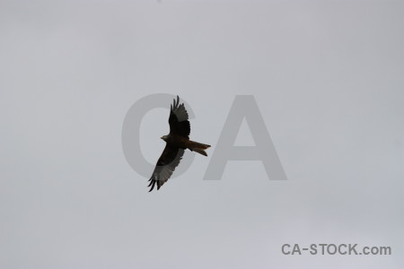 Animal sky flying gray bird.