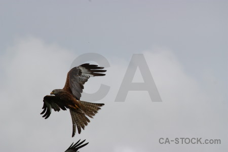 Animal sky gray bird flying.