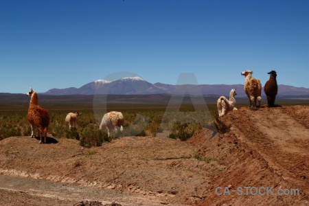 Animal south america llama altitude argentina.