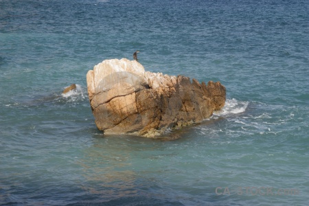 Animal spain water bird javea.