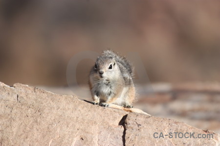 Animal squirrel rodent.