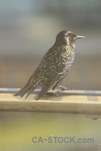 Animal starling bird.