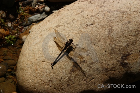 Animal stone insect south island new zealand.