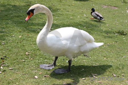 Animal swan aquatic green bird.