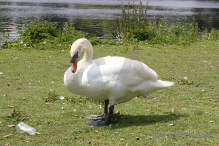 Animal swan green aquatic bird.